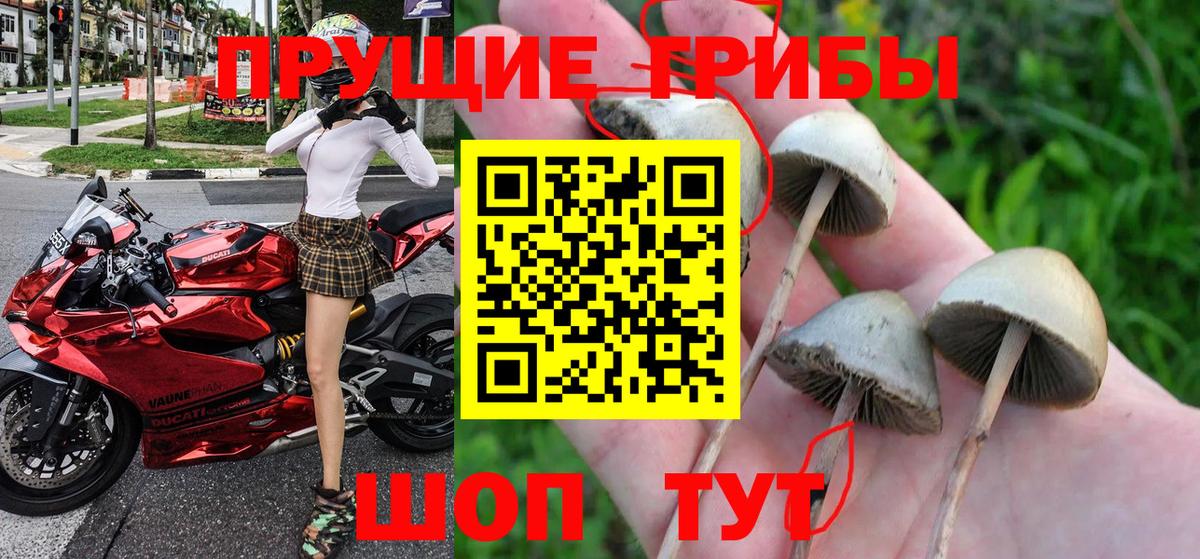 Камень-на-Оби  Галлюциногенные грибы ЛСД  Вход с VPN 